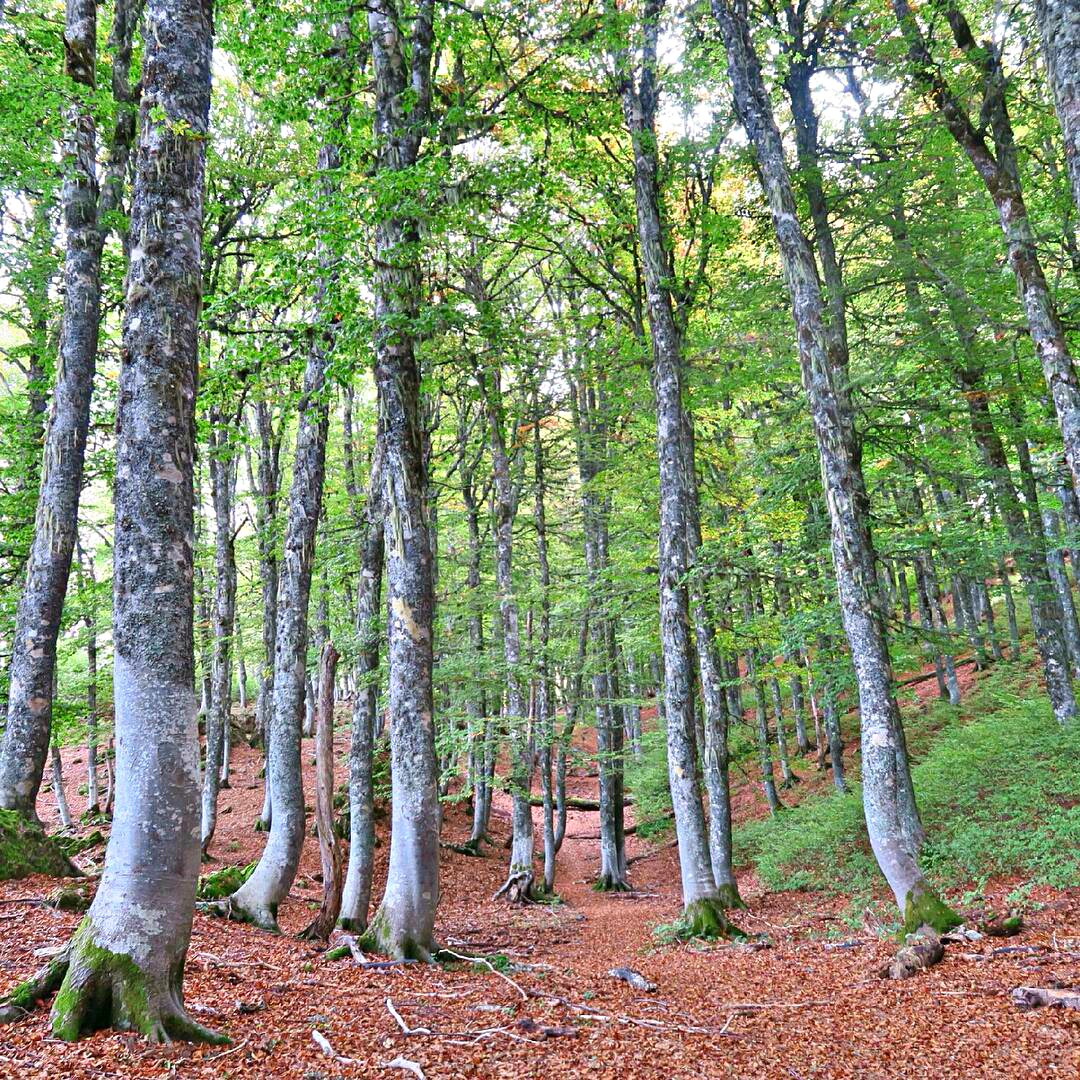 alfonsogaston-1477399192220