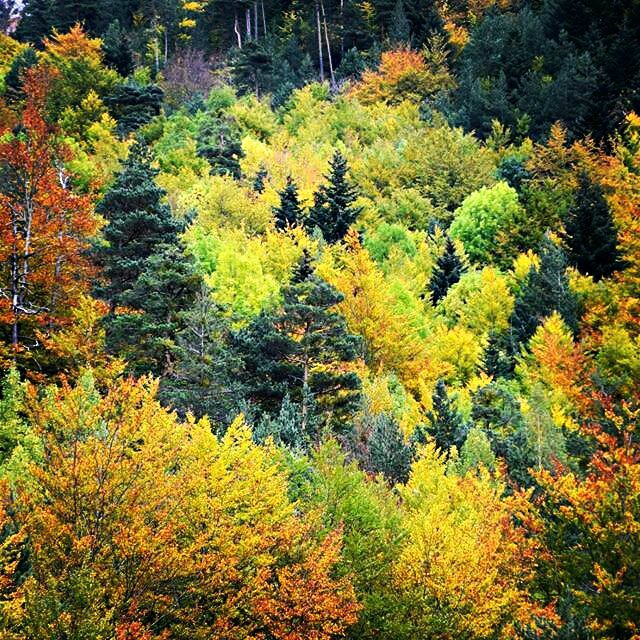 antoniovela_saqura56-1477399331896