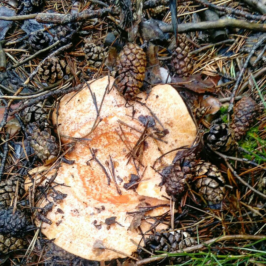 elpatiodelmaestrazgo-1477482677528