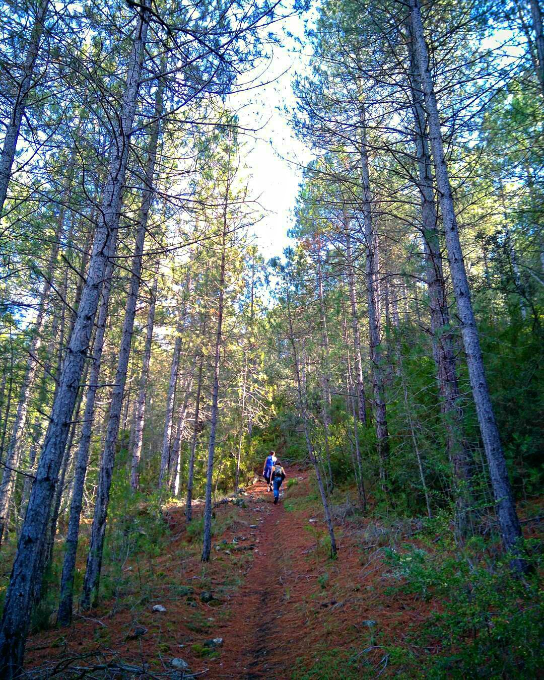 tellus_alicubi-1477392988004