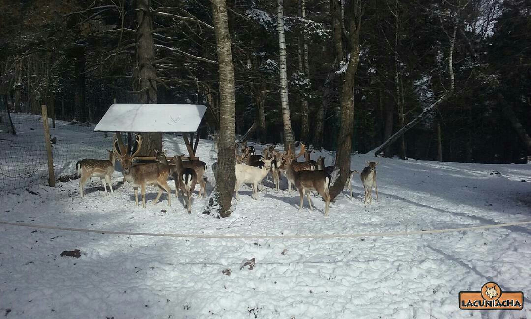 lacuniacha-1484642617430