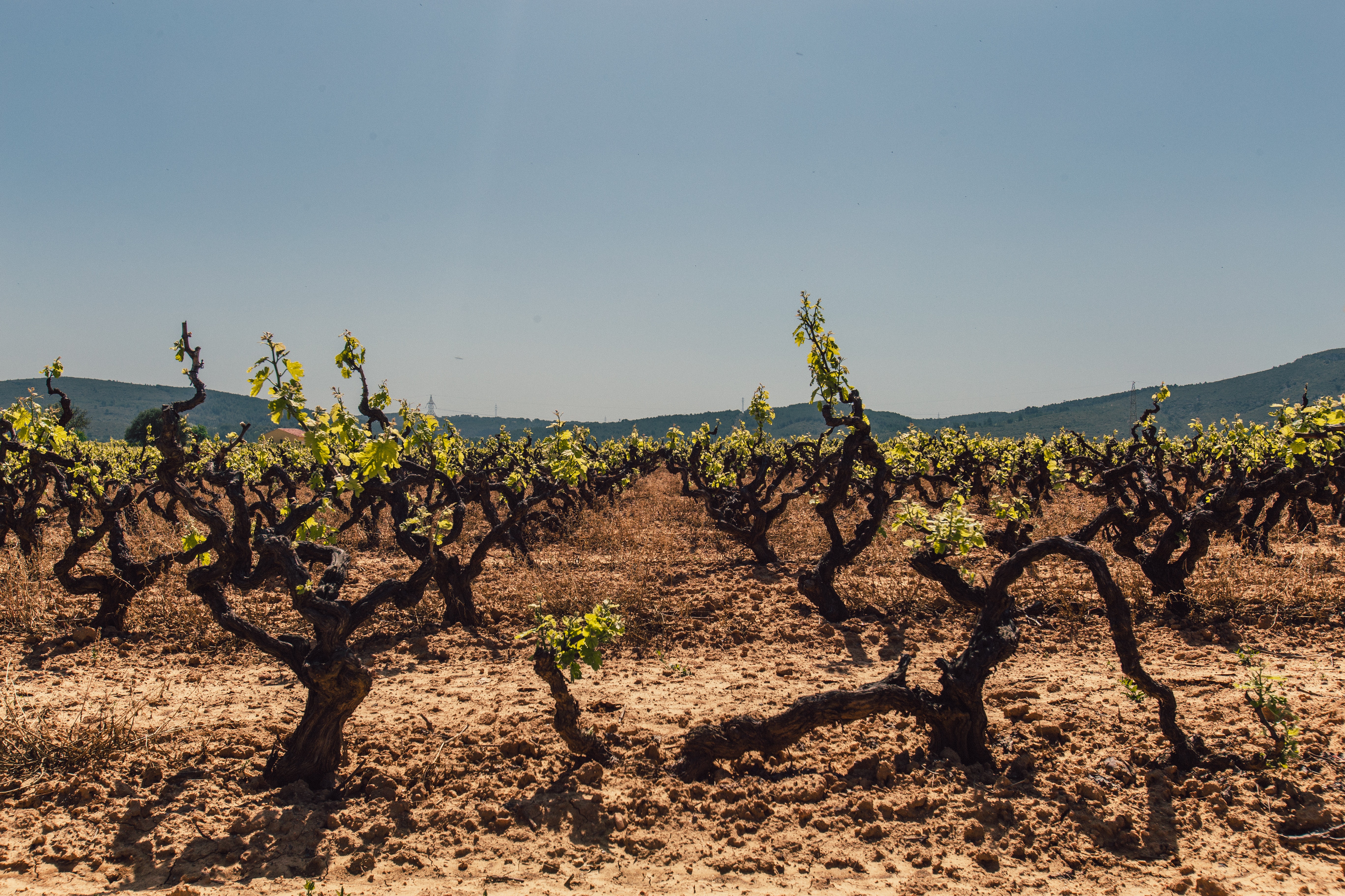 El Somontano, donde vino y paisaje van de la mano